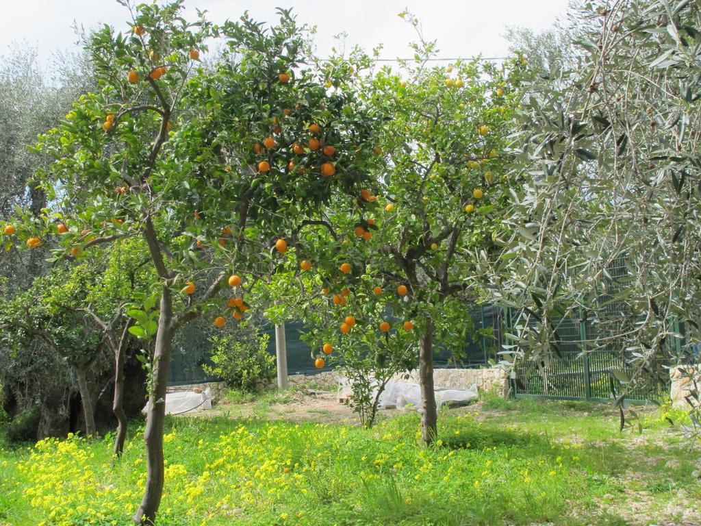 Tenuta Santa Maria Mattinata Quarto foto